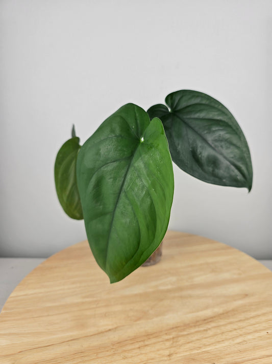 Syngonium Chiapense (JP)