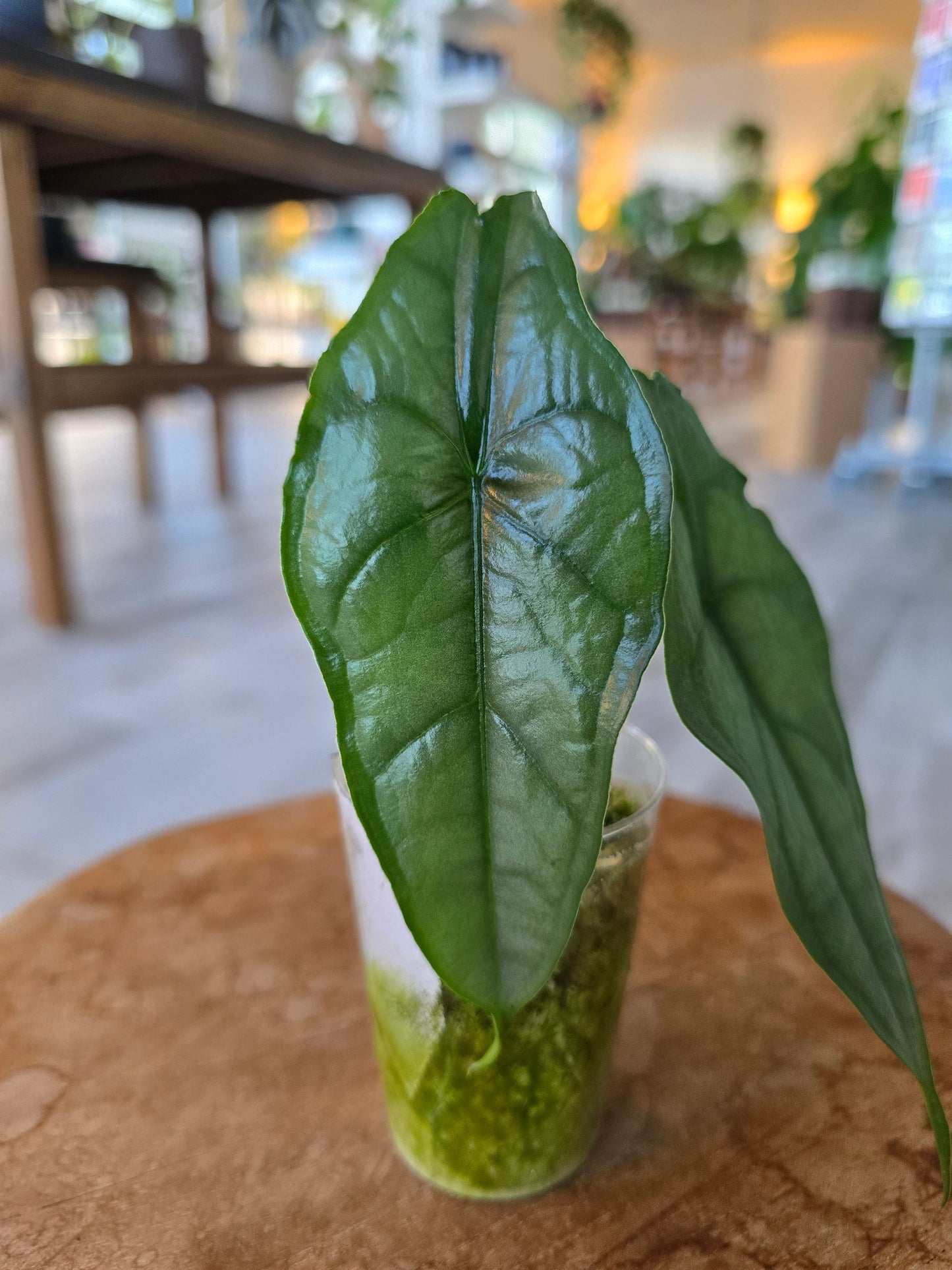 Alocasia Heterophylla Dragon's Breath (JP)