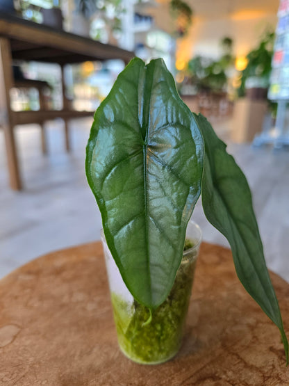 Alocasia Heterophylla Dragon's Breath (JP)