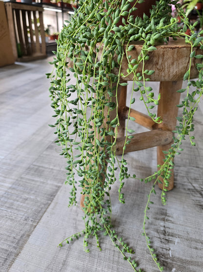 Senecio herreianus - Tränenschnur