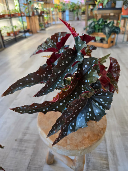 Begonia Maculata 'Black Forest'