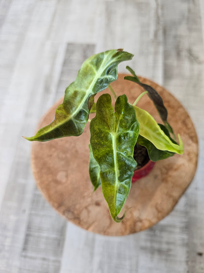 Alocasia Polly 'aurea variegata'