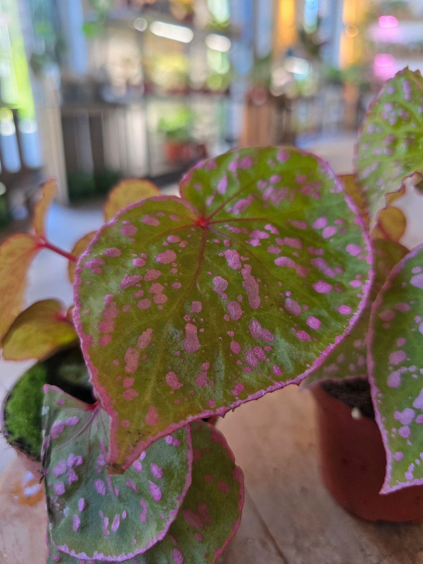 Begonia Muara Wahau
