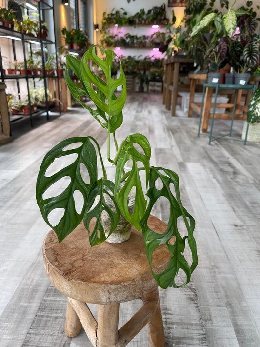 Monstera adansonii Indonesian Marble (JP1)