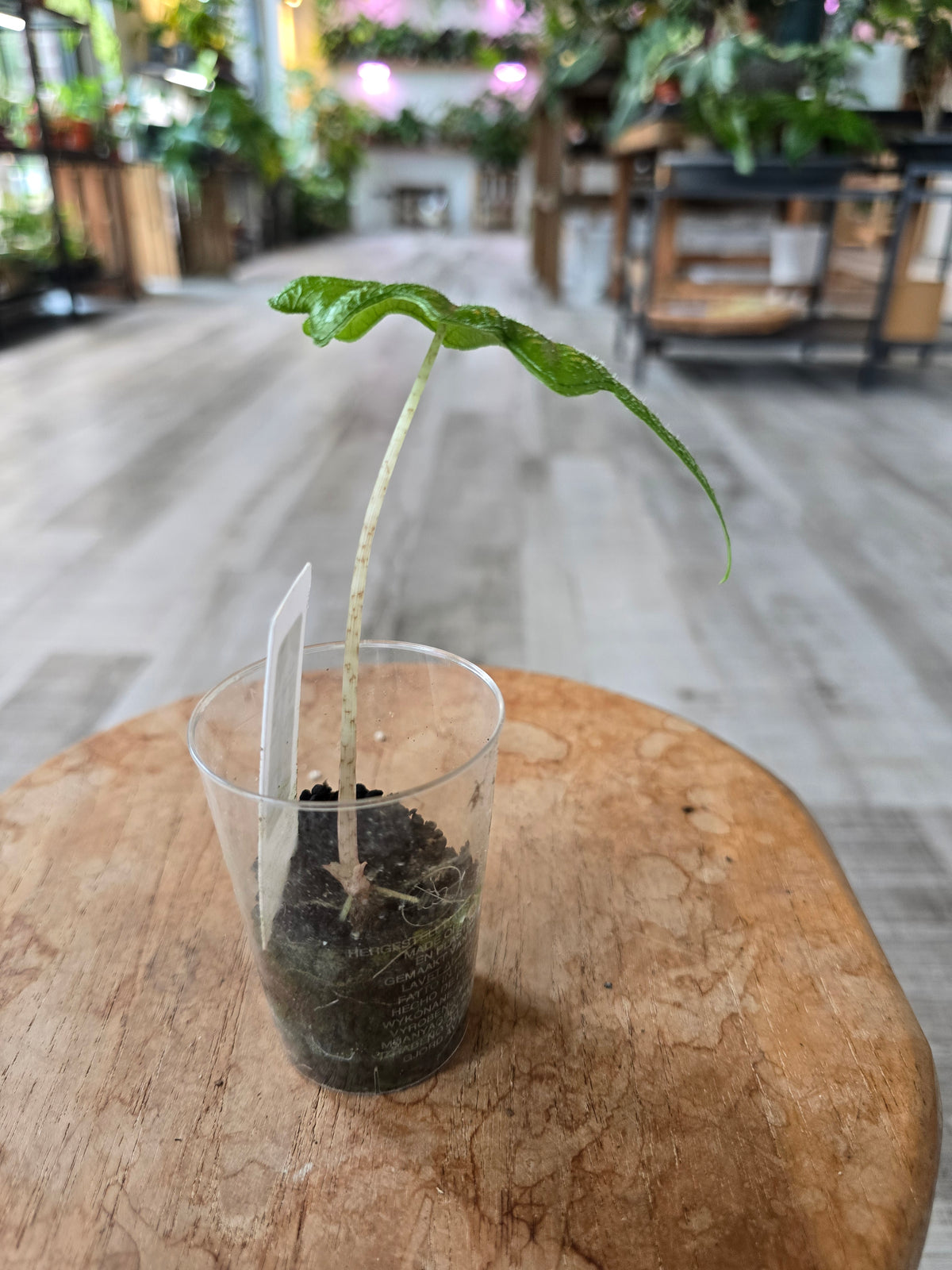Alocasia Jacklyn (JP)