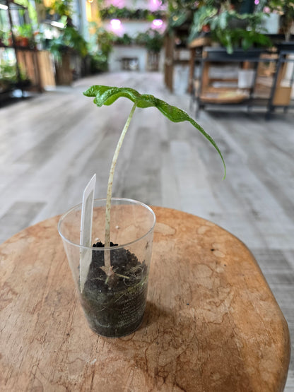 Alocasia Jacklyn (JP)