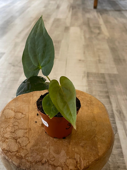 Anthurium papillilaminum x Dressleri (S3)