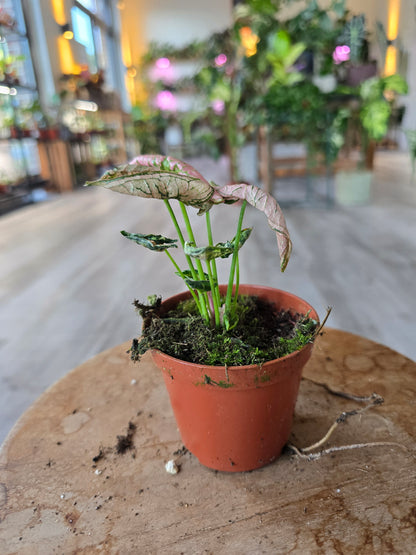 Syngonium Pink Rolli