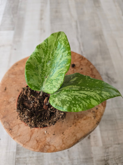 Hoya glabra splash