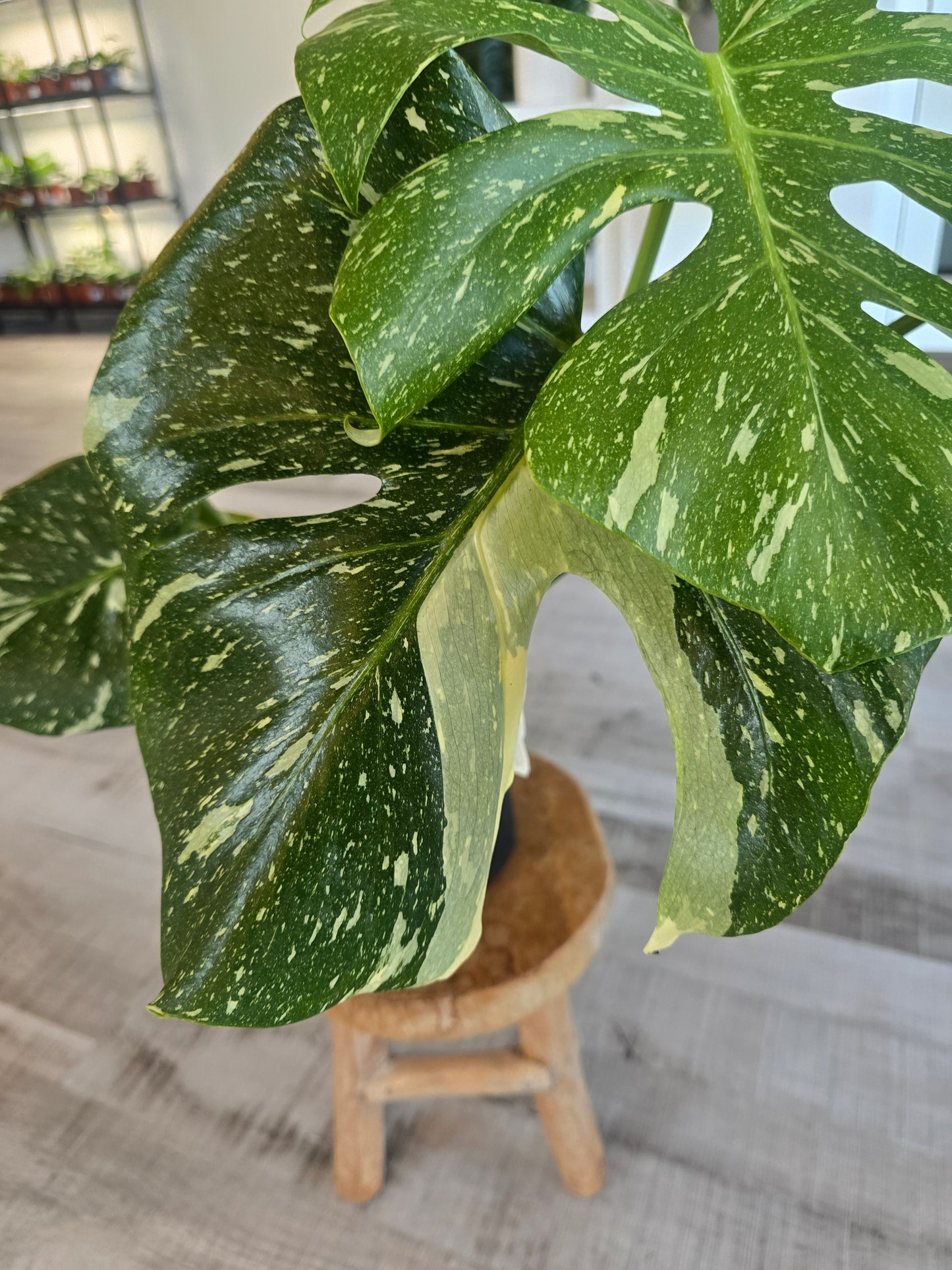 Monstera Thai Constellation (1)