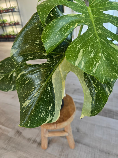 Monstera Thai Constellation (1)