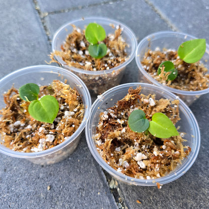 Anthurium (Michelle Hot Pink 23 x Red Velvet Cake 24) x Anthurium Crystal Sky