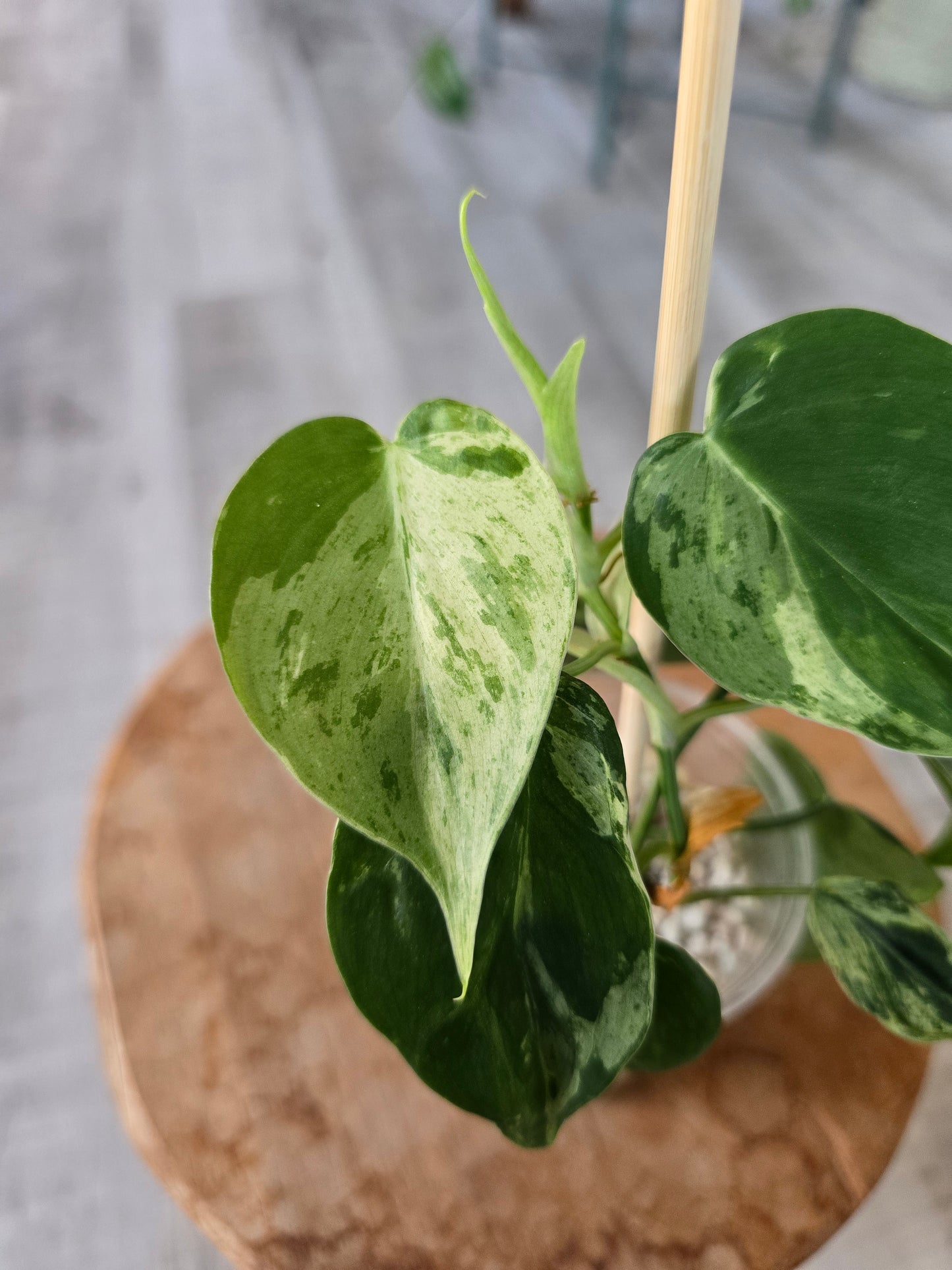 Philodendron hederaceum oxycardium variegata (JP)