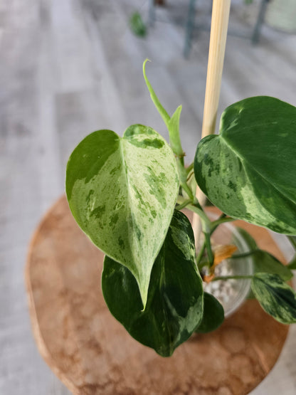 Philodendron hederaceum oxycardium variegata (JP)