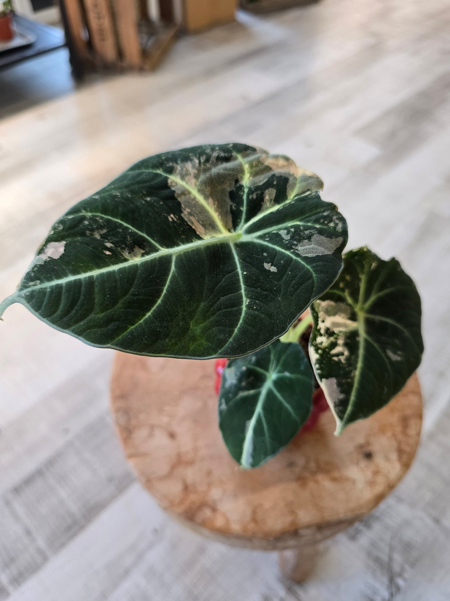 Alocasia Black Velvet Pink variegata