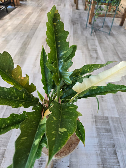 Philodendron 'Ring of Fire'