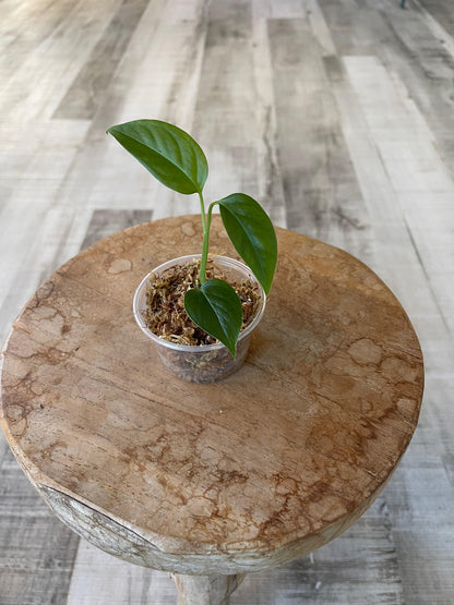 Monstera Praetermissa (JP)