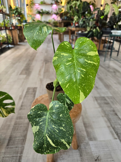 Monstera Thai Constellation (SC)