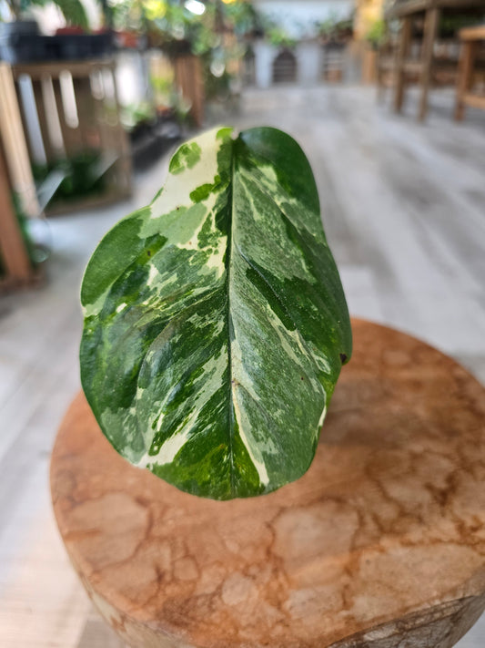 Monstera Lechleriana variegata (RC6)