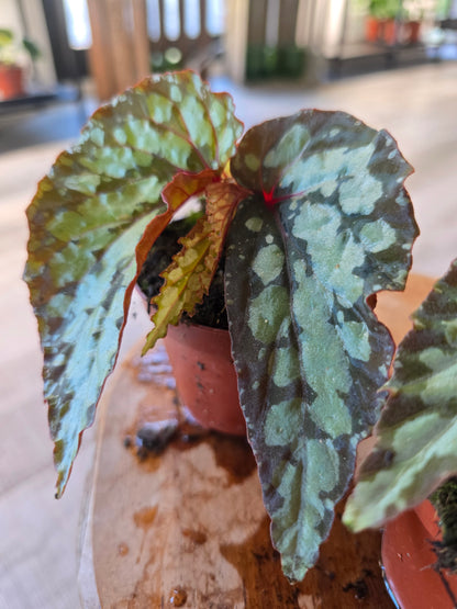Begonia Lucifer