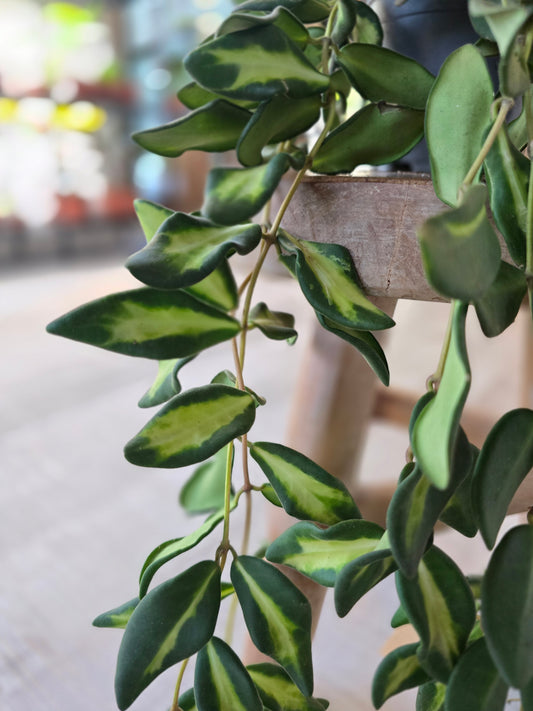 Hoya 'DS-70 Variegata'
