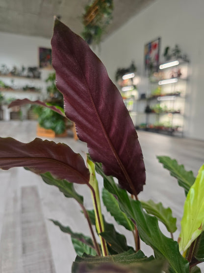 Calathea rufibarba