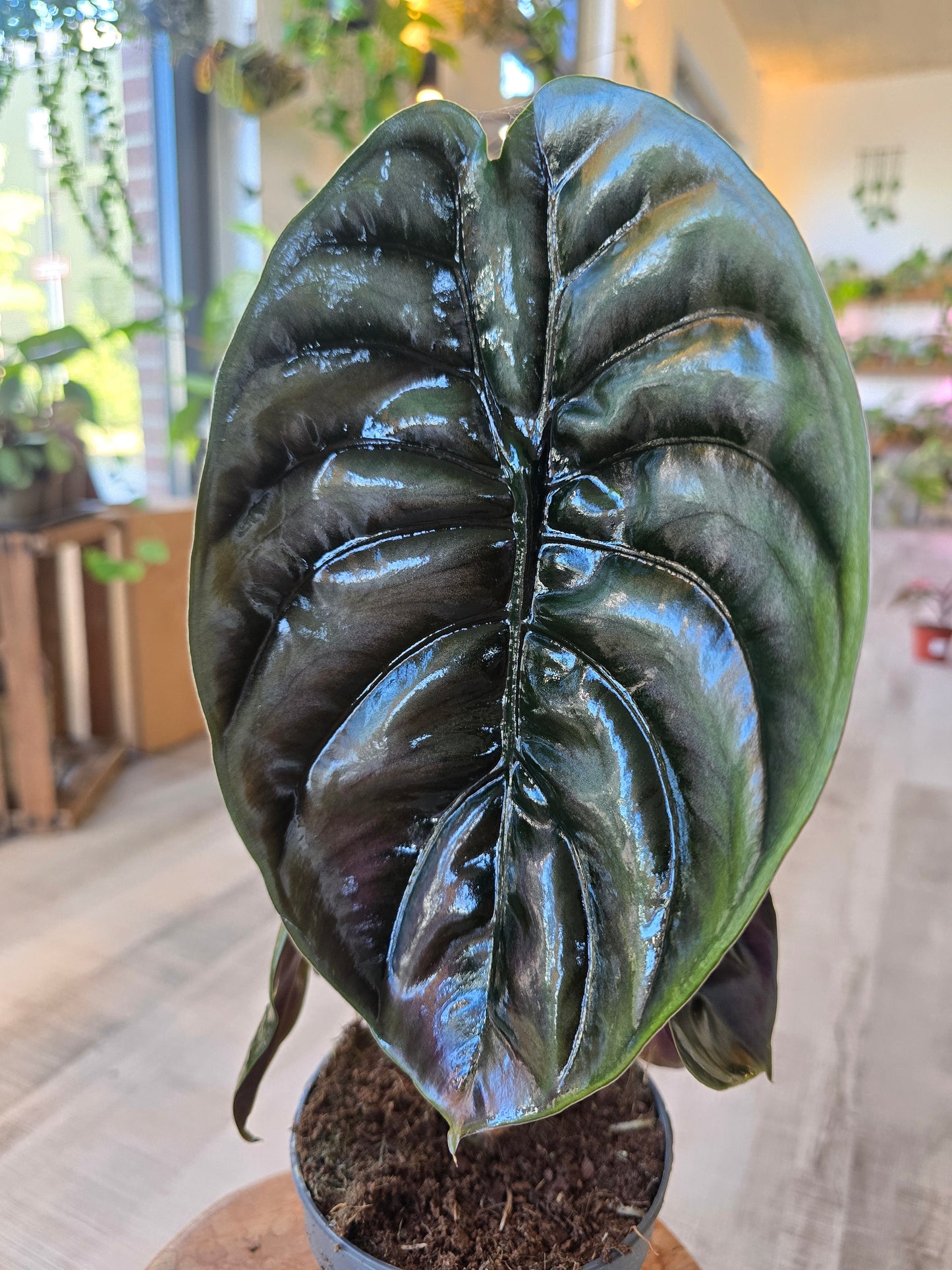 Alocasia Cuprea Red Secret