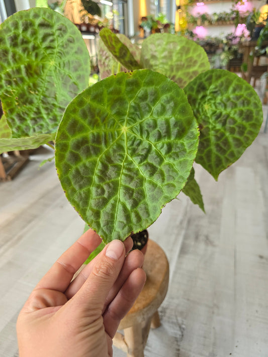 Begonia phuthoensis