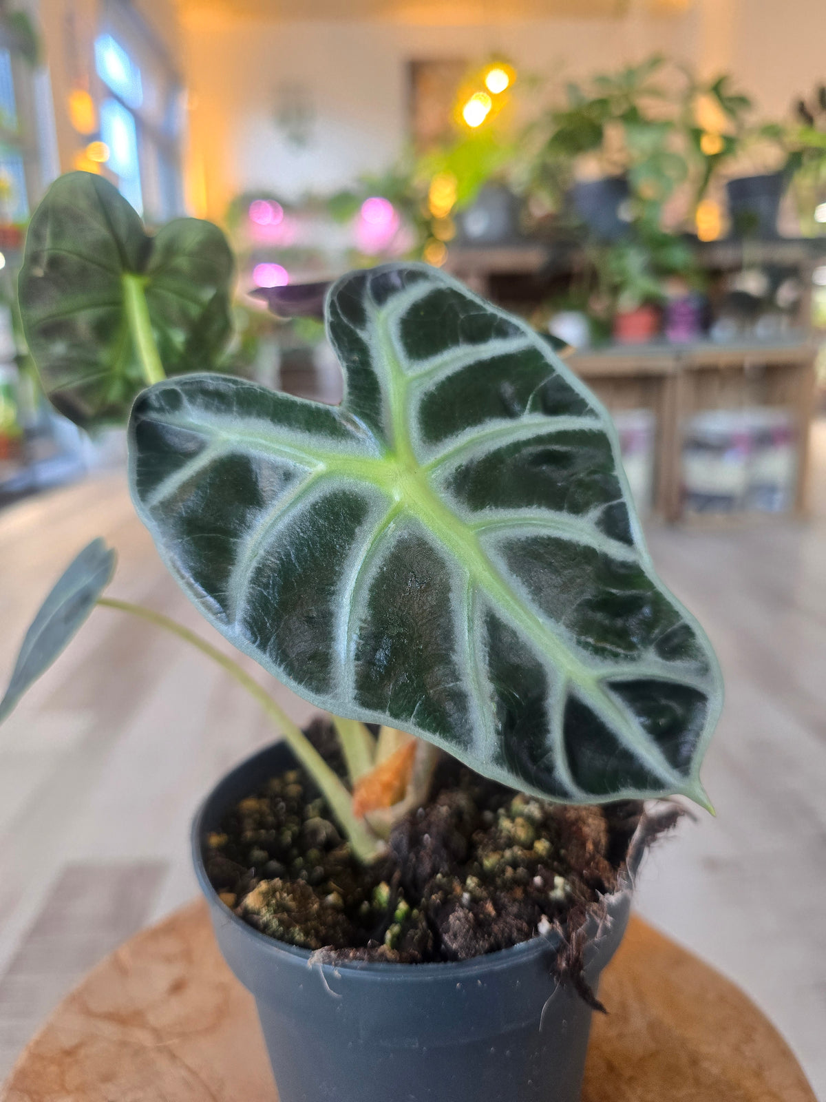 Alocasia Balloon Heart