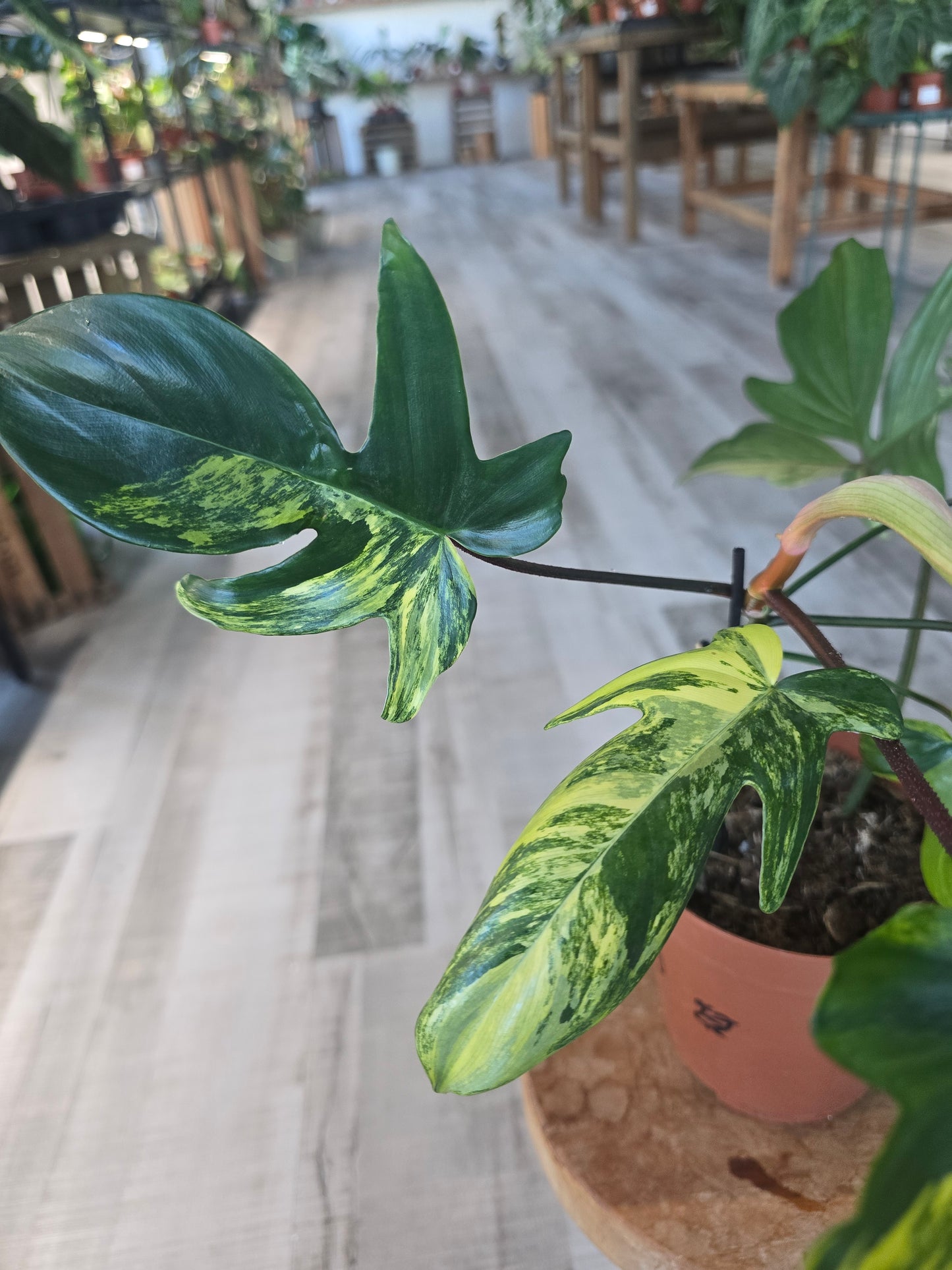 Philodendron Florida Beauty (9)