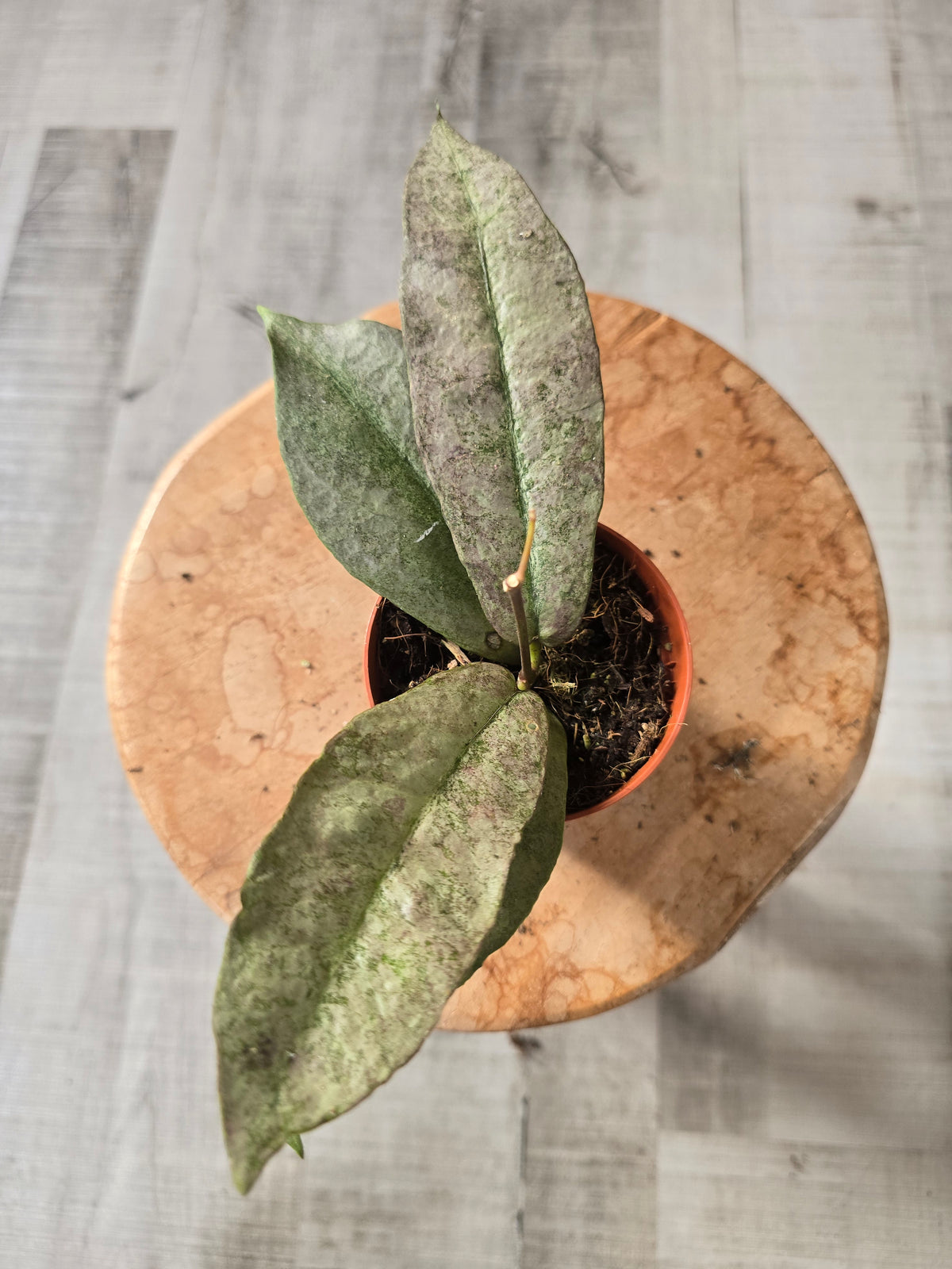 Hoya Mitrata silver (LS 10)