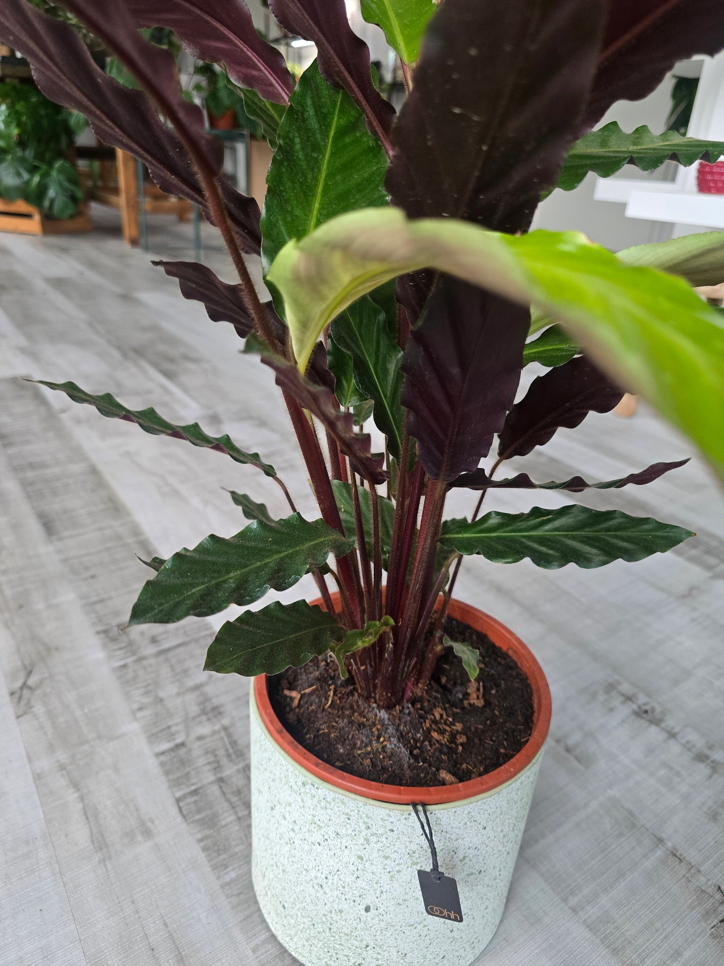 Calathea rufibarba