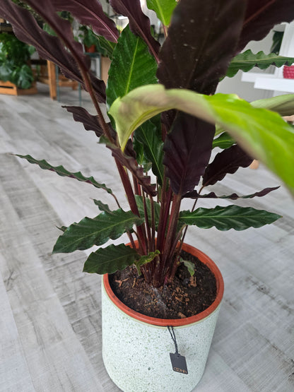 Calathea rufibarba