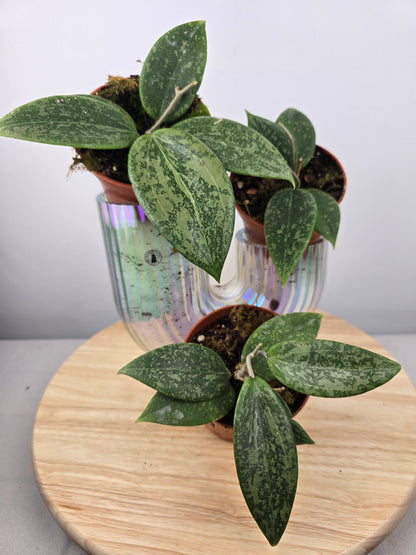 Hoya wibergiae
