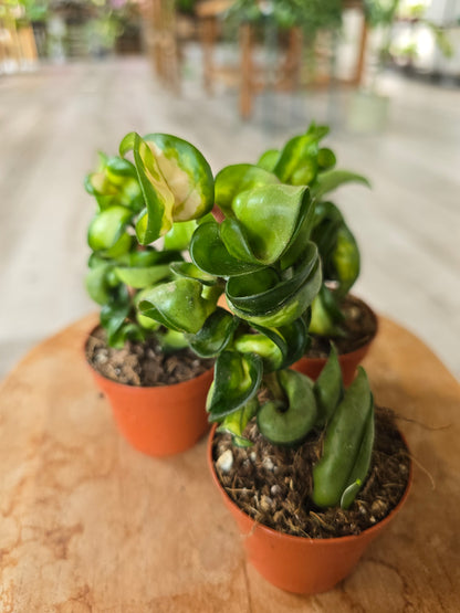 Hoya carnosa Compacta 'Mauna Loa'