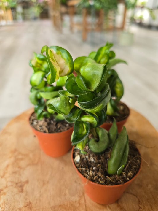 Hoya carnosa Compacta 'Mauna Loa'