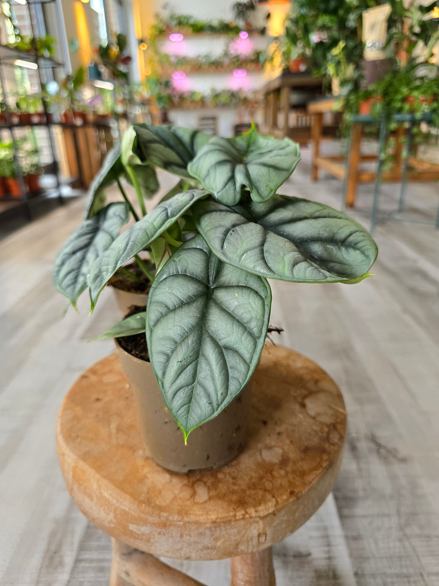 Alocasia 'Silver Dragon'