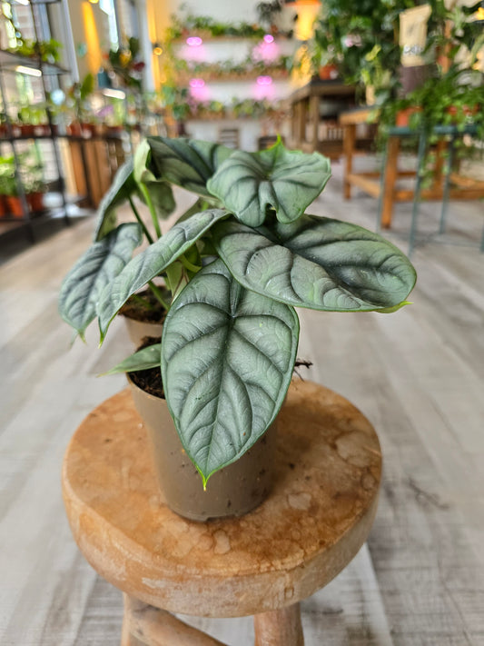 Alocasia 'Silver Dragon'