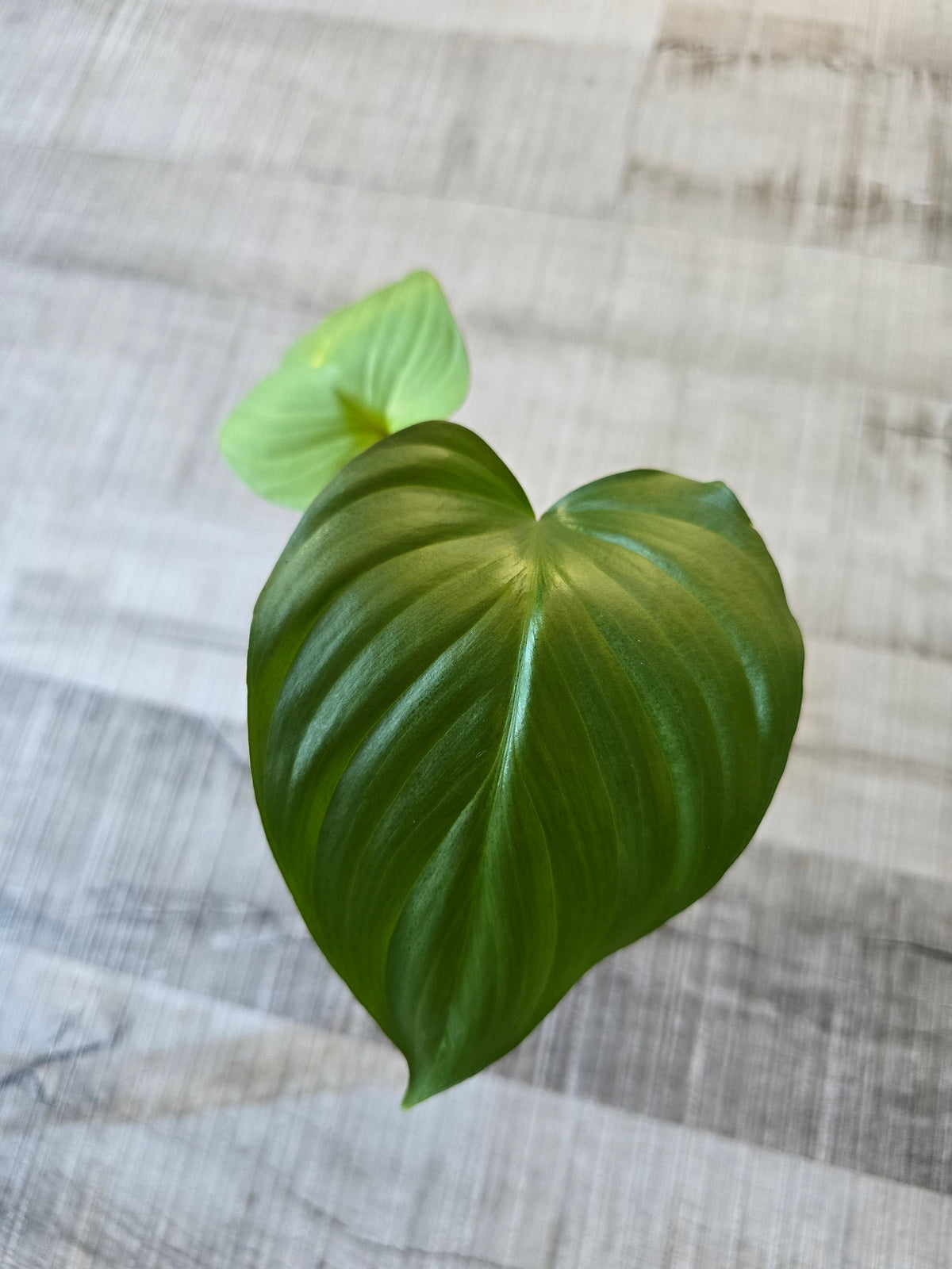 Homalomena rubescens 'Maggy'