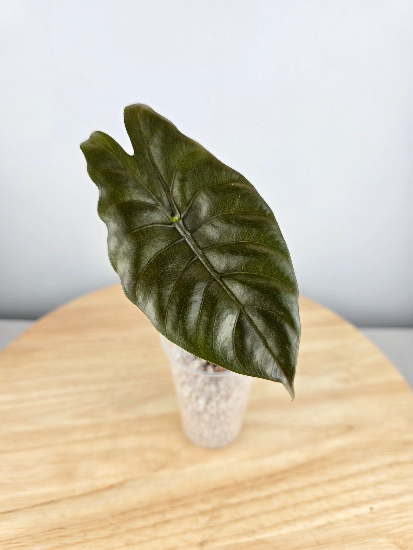 Alocasia chantrieri (JP)