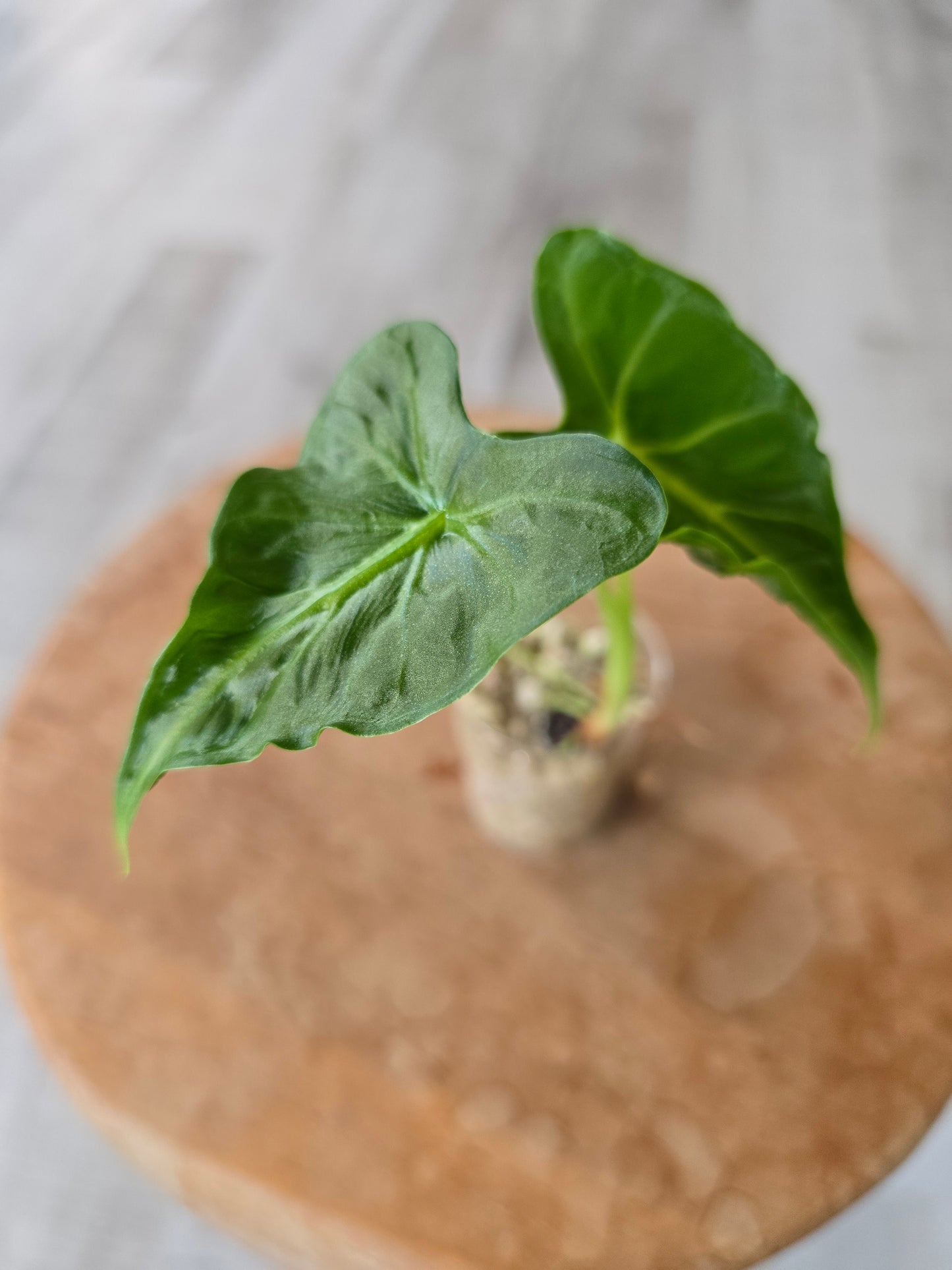 Alocasia Frydek Tattoo (JP)