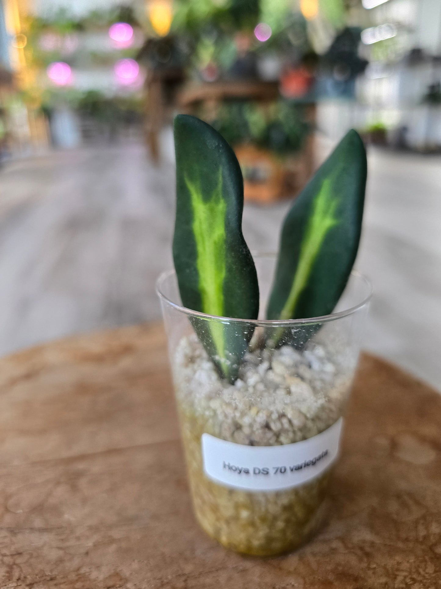 Hoya DS 70 variegata (JP)
