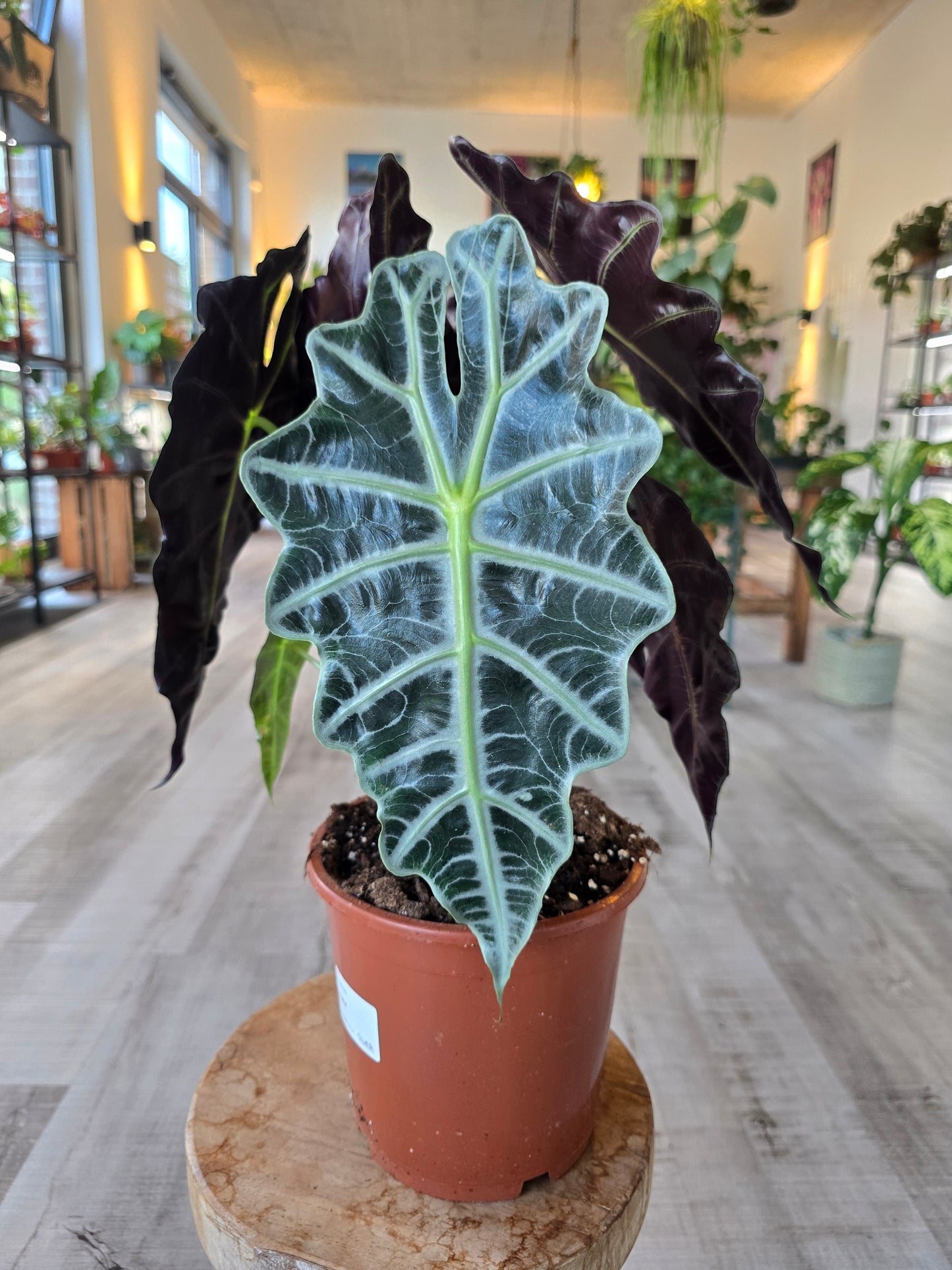 Alocasia Polly