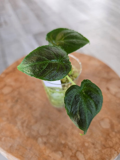 Alocasia Antoro Velvet (JP)