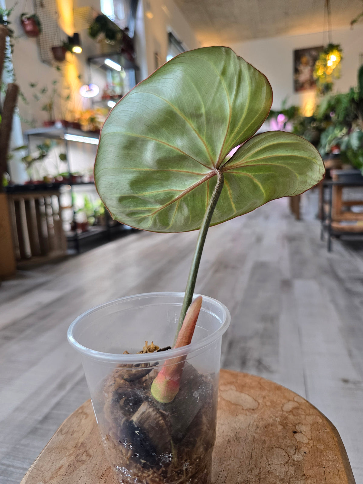 Philodendron Gloriosum Verde (JP1)