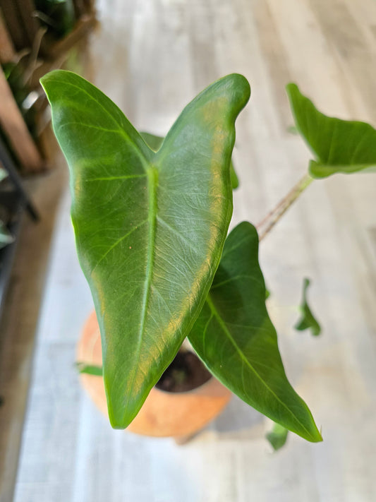 Alocasia zebrina 'Siberian Tiger'