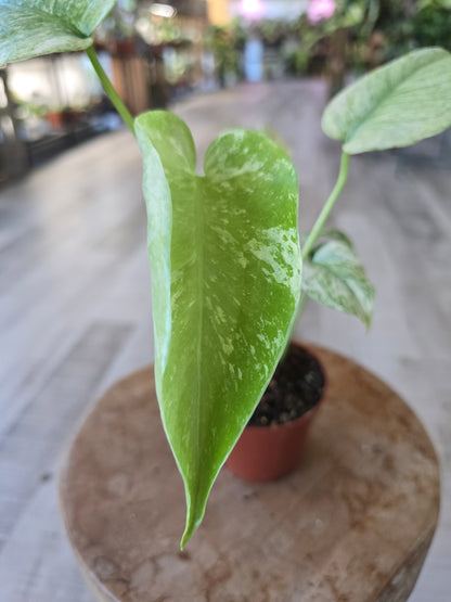 Monstera Deliciosa mint