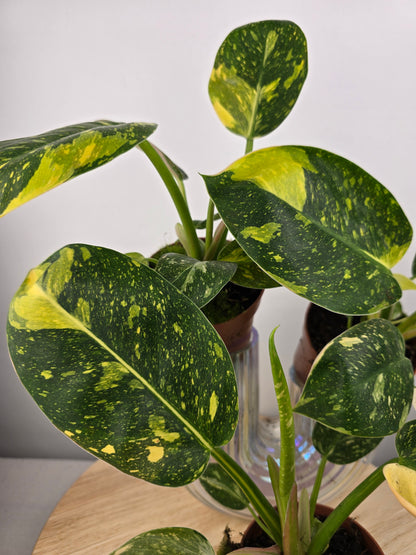 Philodendron Green Congo variegata