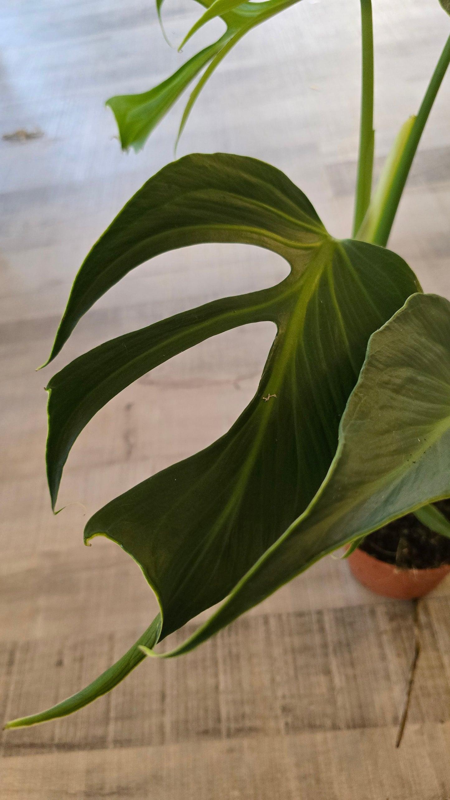 Monstera Burle Marx Flame