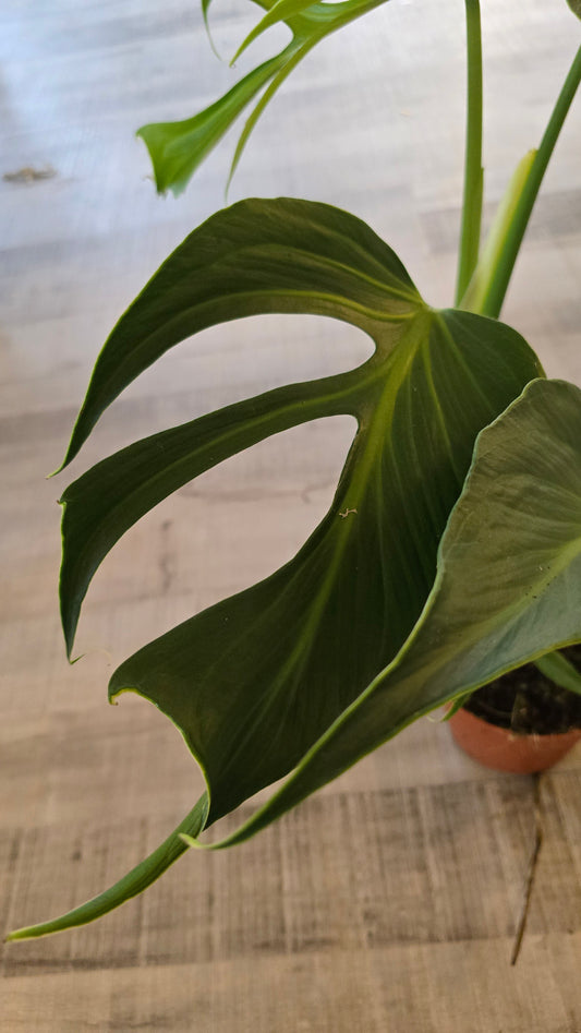 Monstera Burle Marx Flame